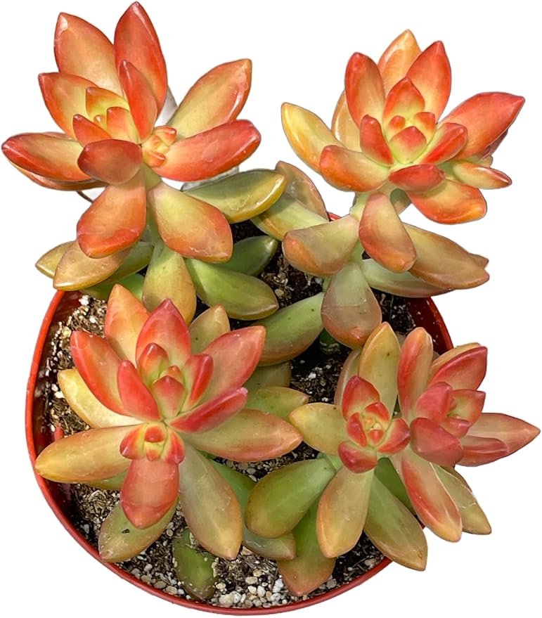 4" Sedum Coppertone Succulents Plants Live, Rare Succulent Plants Fully Rooted in Succulent Soil, Unique Live House Plant for Home Office Decor, by The Succulent Cult