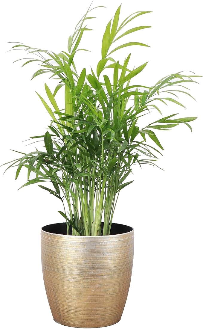 Thorsen's Greenhouse Parlor Palm Plant, Live Indoor Plant, Neanthe Bella Palm, Natural Air Purifier, Easy to Grow, Pet Safe Plant, 4-inch Diameter Pot (Gold)