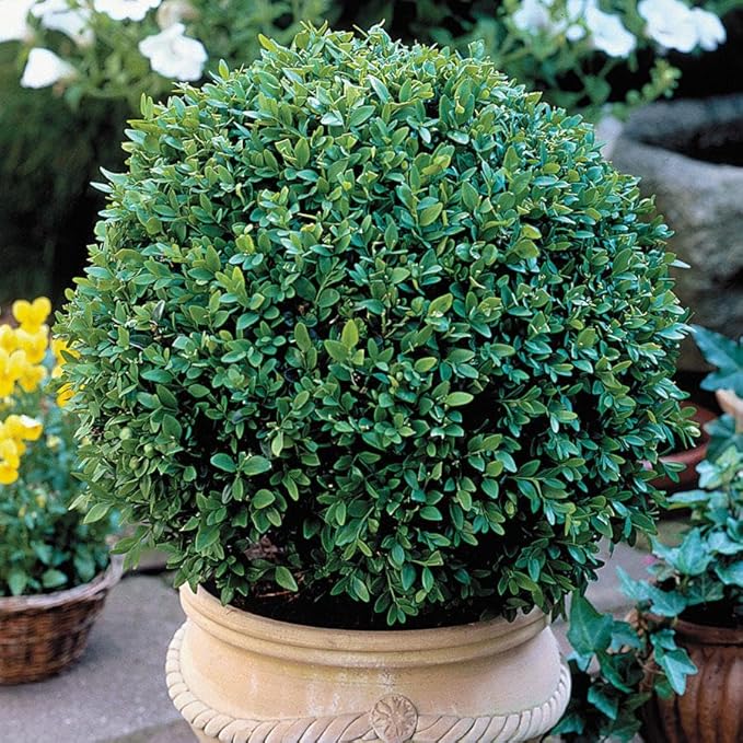 Green Velvet Hybrid Boxwood Shrub- Dense Evergreen for Hedges & Topiary- Pet Safe, Container Friendly, Low Maintenance 3 Gallon