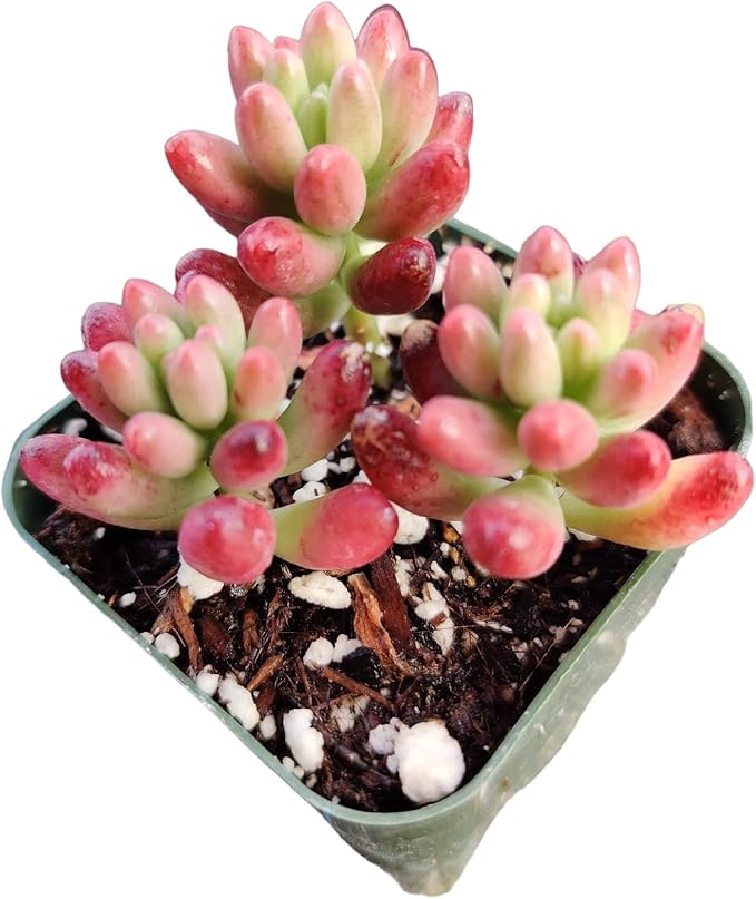 Live Succulent Cactus Plants (2" Pot Sedum Rubrotinctum Aurora)