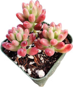Live Succulent Cactus Plants (2" Pot Sedum Rubrotinctum Aurora)
