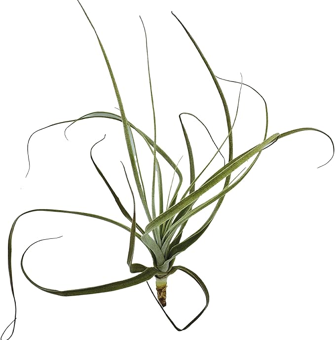 ragnaroc Air Plants - Tillandsia Straminea Jumbo 6-9" - 3ct - Live Arrival Guaranteed - House Plants for Home Decor & Gift
