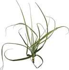 ragnaroc Air Plants - Tillandsia Straminea Jumbo 6-9" - 2ct - Live Arrival Guaranteed - House Plants for Home Decor & Gift