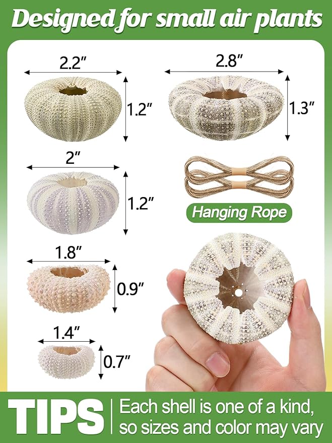 5 Pack Mini Sea Urchin Shell Air Plant Holders- 5 Styles Decorative Hanging Air Plant Pot, Tillandsia Succulent Display Container for Home Gardening Gifts Garden Beach Theme Party Decors, No Plants