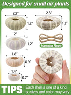 5 Pack Mini Sea Urchin Shell Air Plant Holders- 5 Styles Decorative Hanging Air Plant Pot, Tillandsia Succulent Display Container for Home Gardening Gifts Garden Beach Theme Party Decors, No Plants