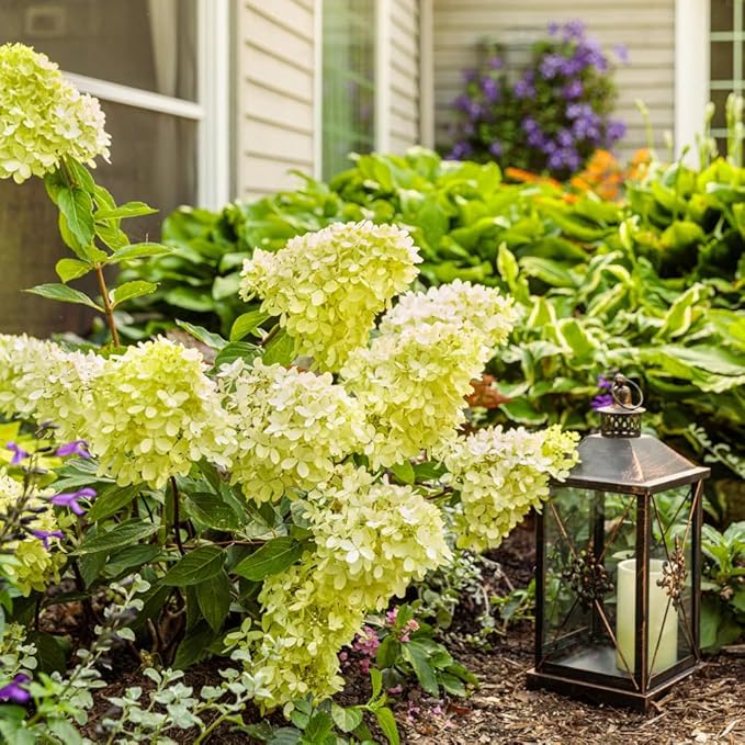 Hydrangea Live Plant, 6-12 Inch Tall, Hardy Flowering Shrub in 2.5" Pot, Outdoor Garden Hydrangea Bush (Lime Hydrangea)