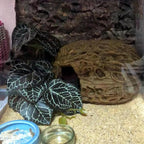 Reptile Plants for Terrarium,Amphibian Habitat Decor,Artificial Plants for Gecko Chameleon Snake Tortoise Bearded Dragon Tank Accessories with Base（Anthurium Crystallinum）