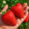 All Star Strawberry Plants, Day-Neutral Everbearing Plants, High-Yield Sweet Berries, Non-GMO Live Strawberry Starts for Garden, Raised Beds, Containers (10 Strawberry Plants)