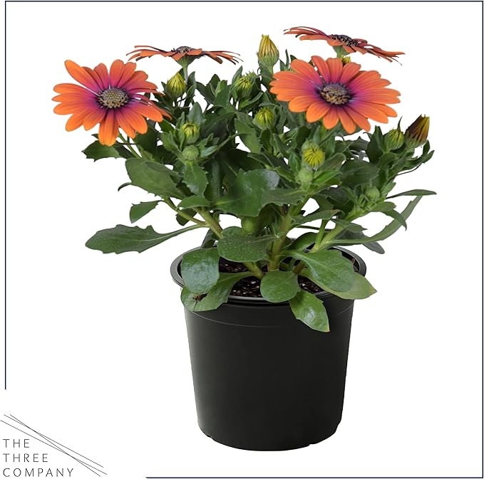 Live Flowering Osteospermum Plant - Grower's Choice Assorted Colors (3 Plants Per Pack) - Beautiful African Daisies - Early Spring Color - 12" Tall by 5" Wide in 1 Qt Pot