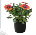 Live Flowering Osteospermum Plant - Grower's Choice Assorted Colors (3 Plants Per Pack) - Beautiful African Daisies - Early Spring Color - 12" Tall by 5" Wide in 1 Qt Pot