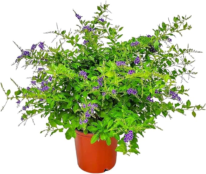 Tropical Plants of Florida - Duranta Sapphire Showers - Flowering Bush Plant - Overall Height 22" to 26" (Plant Only)