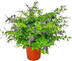 Tropical Plants of Florida - Duranta Sapphire Showers - Flowering Bush Plant - Overall Height 22" to 26" (Plant Only)