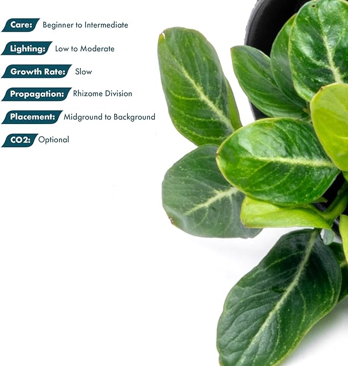 SubstrateSource Anubias Live Aquarium Plants - Potted Freshwater Plant for Fish Tanks, Terrariums - Beginner Friendly Low Light (Giant Stardust, 1 Pot)