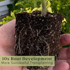 Clovers Garden Beefsteak Tomato Plants –Two (2) Live Plants – Non GMO - Not Seeds - Each 4" to 8" Tall – in 4" Inch Pots - Large Fruit, Crack-Resistant