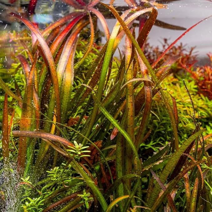SubstrateSource Live Plant - Tall Grass, Vallisneria Spiralis 'Leopard' - Easy Care, Moderate to High Light, Rosette Accent, Freshwater Aquatic Plant for Aquascaping - Lead Bunch
