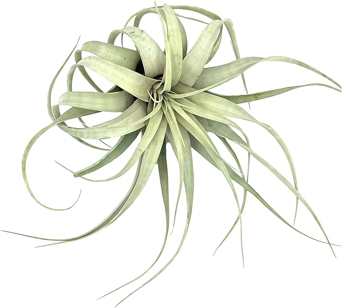 ragnaroc Air Plants - Tillandsia Xerographica, Giant 9-14” - 1ct - Live Arrival Gauranteed - House Plants for Home Decor & Gift