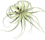 ragnaroc Air Plants - Tillandsia Xerographica, Giant 9-14” - 1ct - Live Arrival Gauranteed - House Plants for Home Decor & Gift