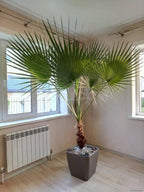 Seeds Palm Washingtonia Nicanora Indoor Rare Perennial Tree for Planting