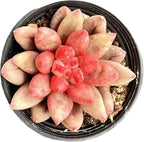 Sprout N Green Echeveria Goldfish, Rare Live Succulent Plant Fully Rooted in 2" Planter with Soil, Home Office Indoor Outdoor Wedding Decoration DIY Projects Party Favor