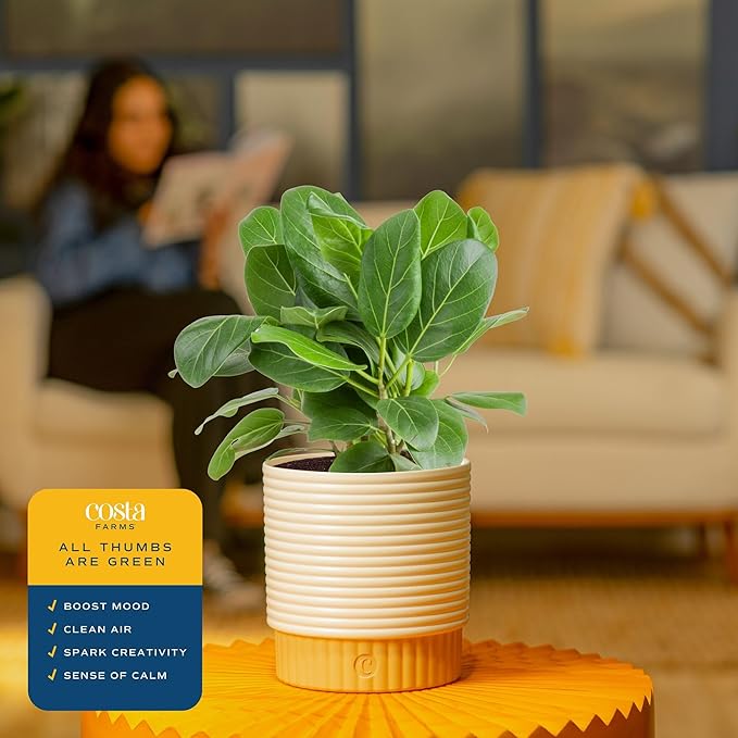 Costa Farms Ficus Live Plant in Decorative Pot, Indoor Houseplant, Assorted Variety, Home, Room, or Office Decor, Great House Warming or Birthday Gift, 12-18 Inches Tall