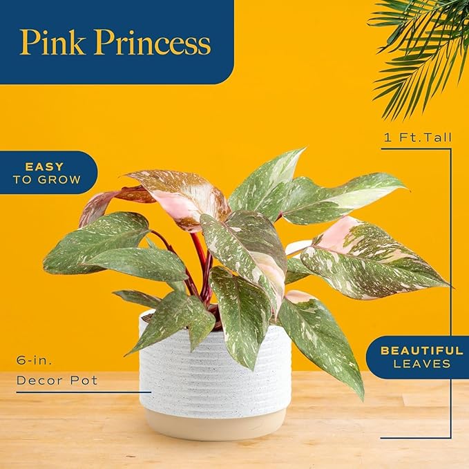 Costa Farms Pink Princess Philodendron, Live Indoor Plant, Rare Unique Houseplant Potted in Indoors Garden Plant Pot, Living Room Home Decor, Trending Tropicals Collection, 1 Foot Tall