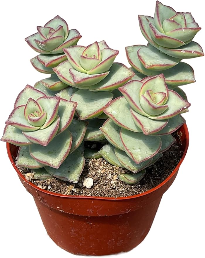 4" Crassula String of Buttons Succulents Plants Live, Rare Succulent Plants Fully Rooted in Succulent Soil, Unique Live House Plant for Home Office Decor, by The Succulent Cult