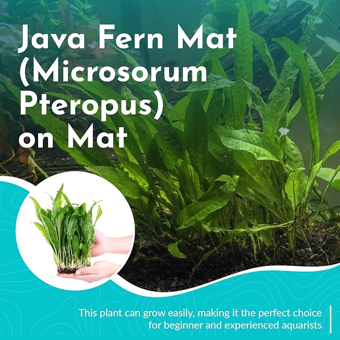 Live Plants for Fish Tank - Java Fern Mat with Coconut Coir, Microsorum Pteropus - Ideal Live Plants for Beta Fish Tank - Enhance Aquatic Environments Naturally