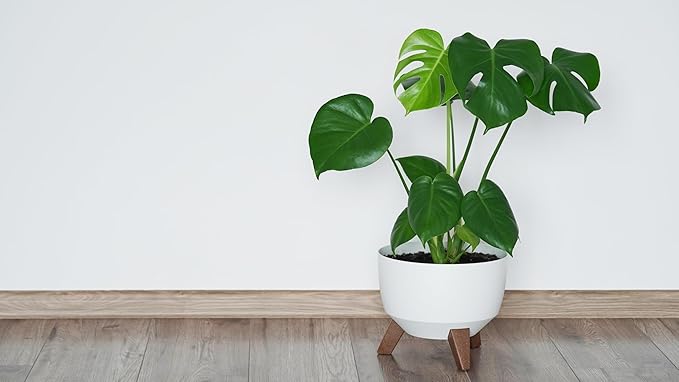 Deliciosa Monstera, Live Plant in 3" Grower Pot, Easy Care, Houseplant, Monstera deliciosa Liebm.