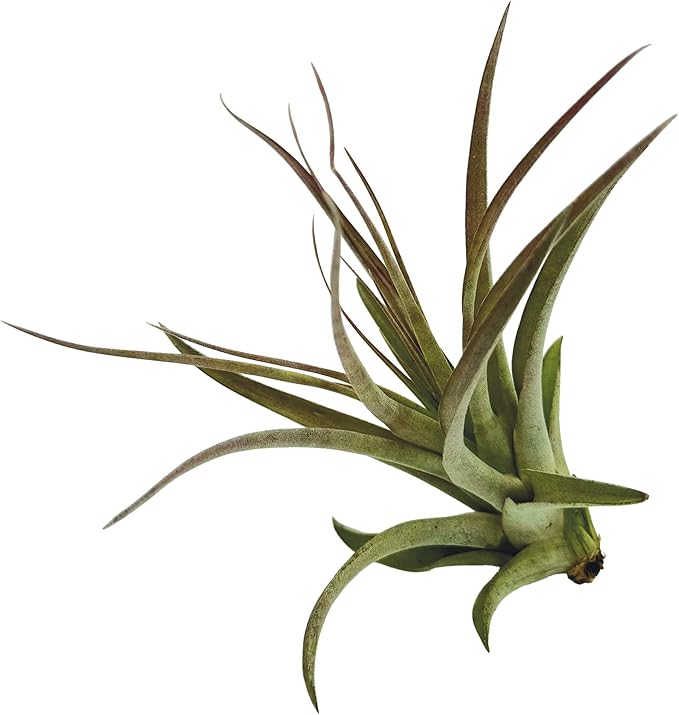 ragnaroc Air Plants - Tillandsia Brachycaulos Multiflora, Jumbo 5-7" - 3 ct - Live Arrival Guaranteed - House Plants for Home Decor & Gift