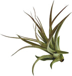 ragnaroc Air Plants - Tillandsia Brachycaulos Multiflora, Jumbo 5-7" - 1 ct - Live Arrival Guaranteed - House Plants for Home Decor & Gift