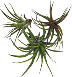 ragnaroc Air Plants - Tillandsia Brachycaulos Abdita, Large 4-6" - 3 ct - Live Arrival Guaranteed - House Plants for Home Decor & Gift