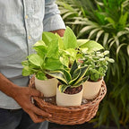 Air Purifier Indoor Plants Combo of 4 | Jade Mini, Peace Lily, Variegated Money & Snake Hahnii in Self Watering Kyoto Pots - Ivory