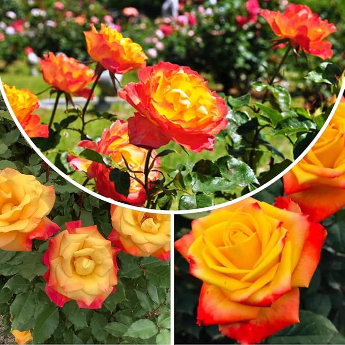Rose Live Plant, Roses Flower Plant, Fragrant Flower for Planting, 4-6 Inches Tall, Bush Shrub Plants, Well Rooted, Ready to Grow (Red Yellow Rose)