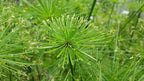 Dwarf Egyptian Papyrus - Cyperus isocladus - Non-Invasive - Indoor | Outdoor - Water Garden Bog - Live Plant - Green Texture - Emerald's - Starter Size - 4 Inch Pot