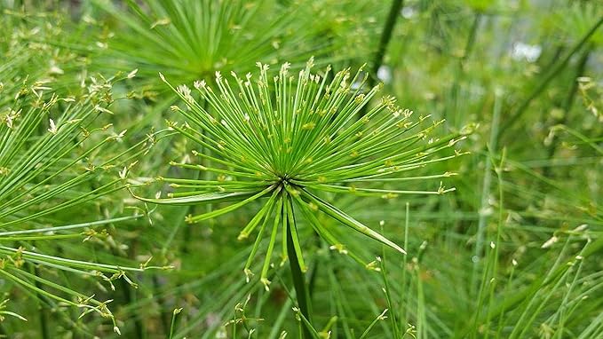 Dwarf Egyptian Papyrus - Cyperus isocladus - Non-Invasive - Indoor | Outdoor - Water Garden Bog - Live Plant - Green Texture - Emerald's - Starter Size - 4 Inch Pot