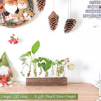 KAXYEW Desktop Glass Plant Propagation Station Test Tube Plant Terrarium in Wooden Stand for Hydroponic Plants Cutting Office Home Decoration