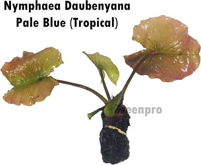 Live Aquatic Plant Pale Blue Nymphaea Daubenyana Tropical Water Lilies Tuber for Aquarium Freshwater Fish Pond by Greenpro