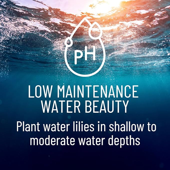 Live Water Lily Roots for Planting – Hardy Lily Pad Tubers for Ponds & Water Gardens – Easy Grow Aquatic Plants with Floating Pads & Blooming Flowers (10 Pily Pad Roots)