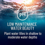 Live Water Lily Roots for Planting – Hardy Lily Pad Tubers for Ponds & Water Gardens – Easy Grow Aquatic Plants with Floating Pads & Blooming Flowers (10 Pily Pad Roots)
