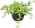 Sprout N Green String of Dolphins, Live Trailing Succulent Fully Rooted in 2" Pot, Home Office Wedding Decoration DIY Projects Party Favor, Easy to Care, Ideal Plant for Hanging, Keep Away from Pets