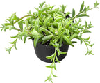 Sprout N Green String of Dolphins, Live Trailing Succulent Fully Rooted in 2" Pot, Home Office Wedding Decoration DIY Projects Party Favor, Easy to Care, Ideal Plant for Hanging, Keep Away from Pets