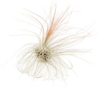 Coral Colorful Tillandsia Air Plants - Long Lasting Color Enhanced Live Tillandsia Succulent House Plants - Home and Garden Decor - Easy Care Indoor/Outdoor Plants (Argentea Thin, Pack of 3)