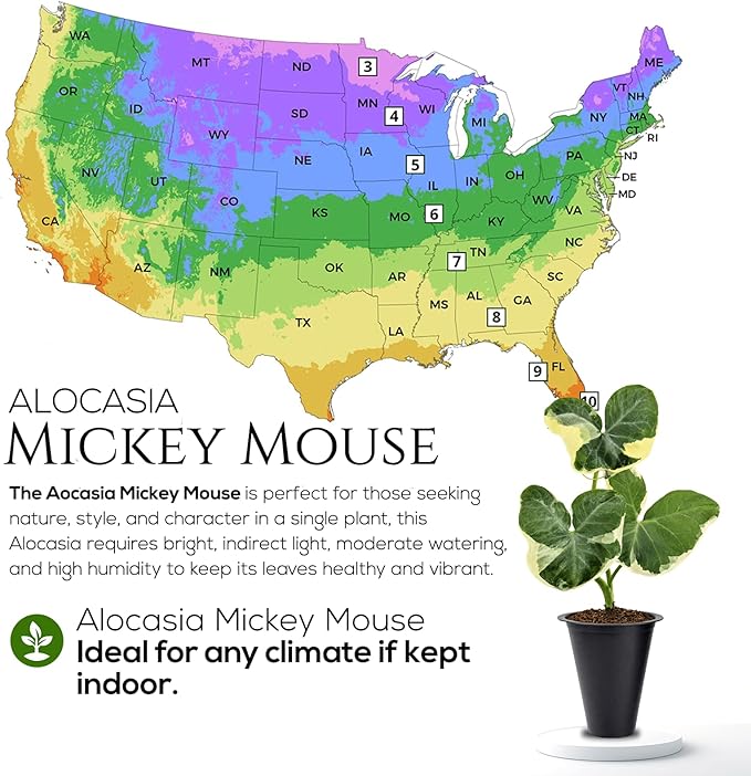 Alocasia Mickey Mouse (4 Pack) Live Plant,Rare Indoor Alocasia, Elephant Ear Houseplant,Unique Mickey Mouse Leaf Shape Plant,Tropical Houseplant Live, Starter Size Alocasia Plant for Indoor Home Decor