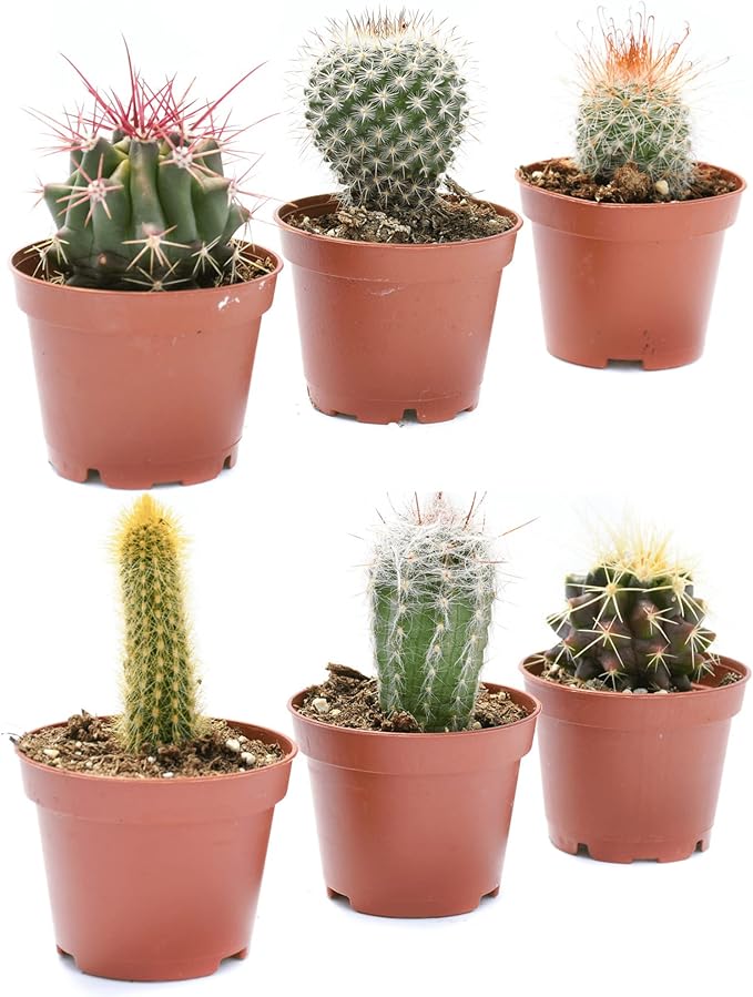 Cactus Plants Live – Small Assorted 2-Inch Cactus Plants – Fully Rooted Potted Cactus Plants – Live Cactus Plant Set (6)