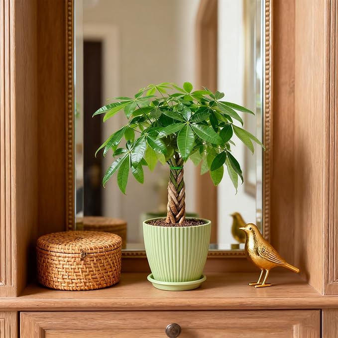 Sprout N Green 8-10" Money Tree with 5 Lucky Braid, Live Plant with Green Stripe Pot, Decoration for Indoor Home Office Tabletop Windowsill Side Table, Gift for Housewarming Mother's Day