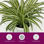 Live Reverse Spider Plants in 6 inch Hanging Basket - Chlorophytum Comosum Vittatum Plant for Home & Office Decor, Easy to Grow Air Purifying Houseplant White & Green Striped Foliage (1)