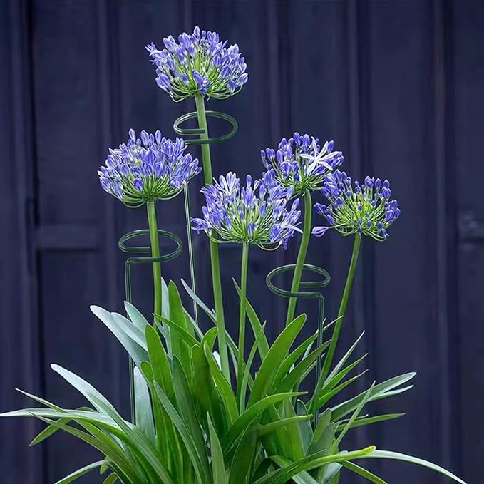 Thealyn 36 Inch 12 Packs Plant Support Stakes,Garden Single stemmed Plant Support Hoops, Plant Prop, for Flowers,Orchid, Tomatoes Peony Lily Rose (36 inch)