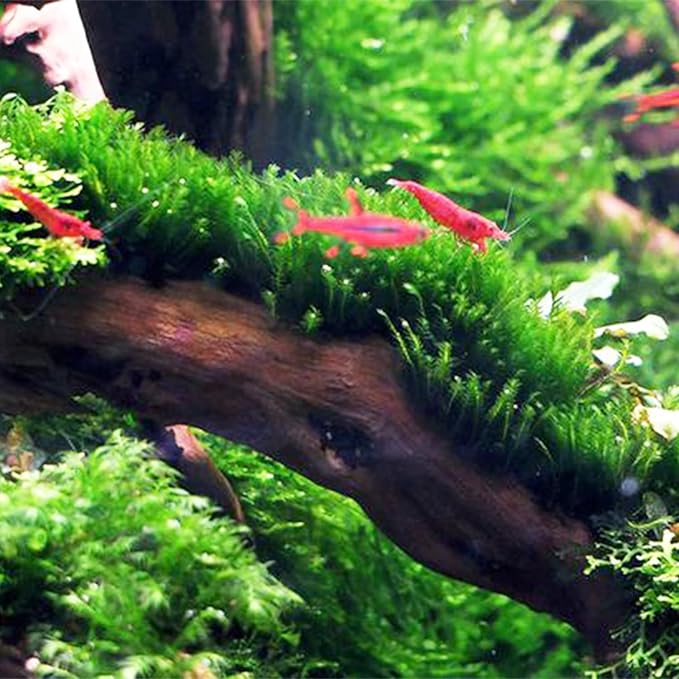 3xJava Moss Plants, Live Aquarium Plant | Versatile & Low-Maintenance Aquatic Moss Plant Perfect for Creating Beautiful Aquascapes Bunch Special BUY2GET1FREE