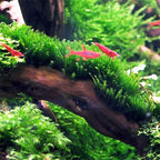 3xJava Moss Plants, Live Aquarium Plant | Versatile & Low-Maintenance Aquatic Moss Plant Perfect for Creating Beautiful Aquascapes Bunch Special BUY2GET1FREE