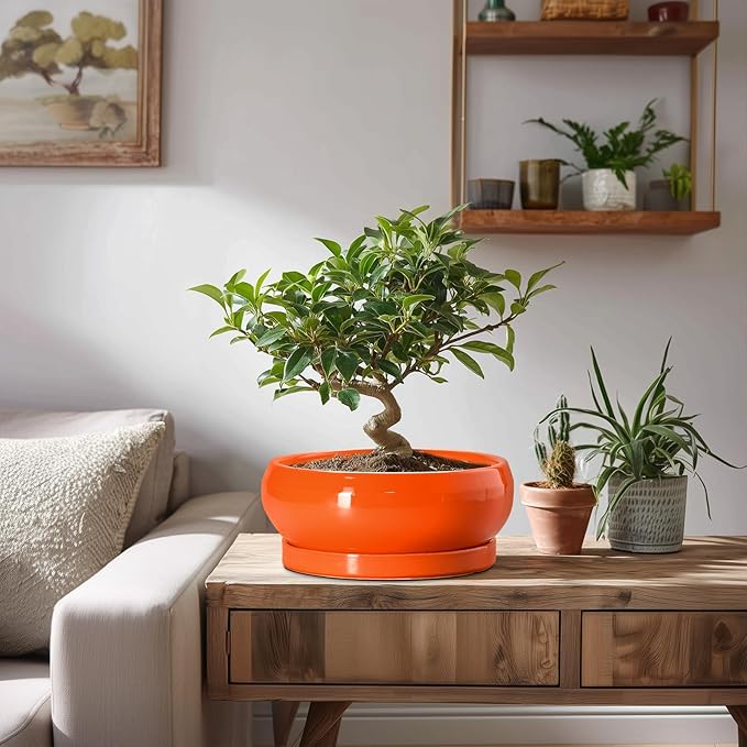 Bonsai Pots 8 Inch - Ceramic Succulent Planter with Drainage Hole and Saucer, Shallow Plant Pot Indoor Outdoor, Round Bowl Planter, Bonsai Tree Pots, Table Decor, Plant Lover Gift, Orange
